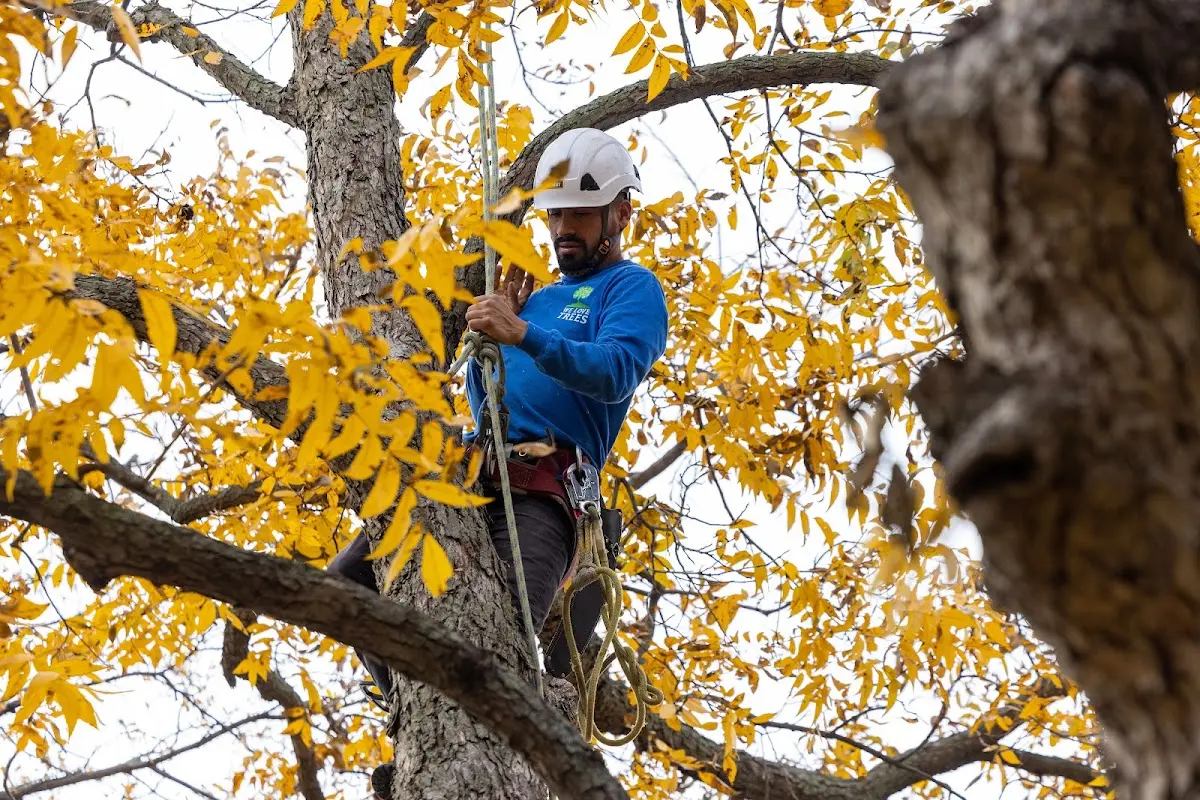 Skilled Tree Trimming crew working in Valley City